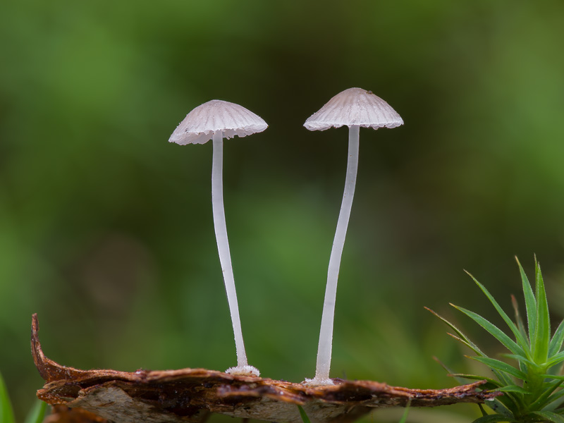 Mycena stylobates